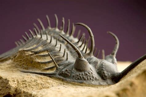 What is a trilobites - Trilobites are an extinct group of arthropods, distinguished by the following characters: a body built from a cephalon, thorax, and pygidium; a body divided into three lobes, …